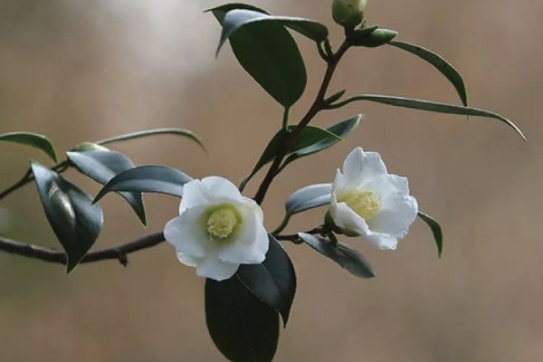 山茶花花语