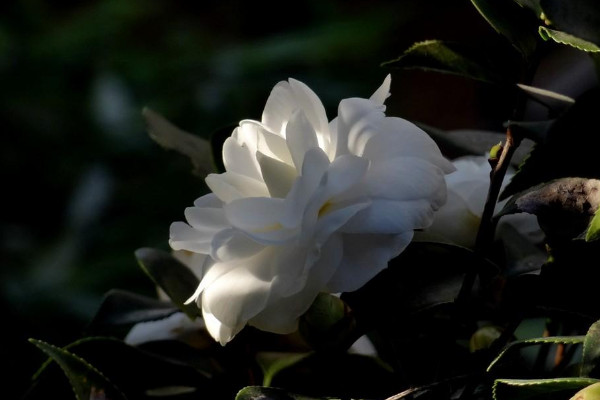 山茶花花语