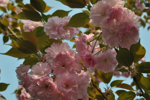 樱花的花语