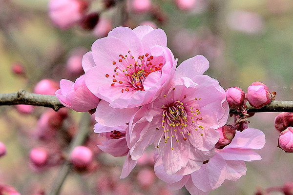 樱花的花语