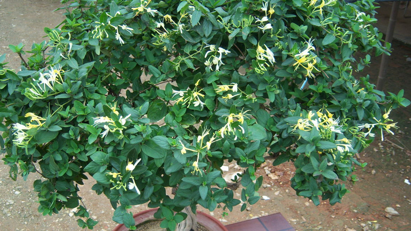 盆栽金银花种植技术