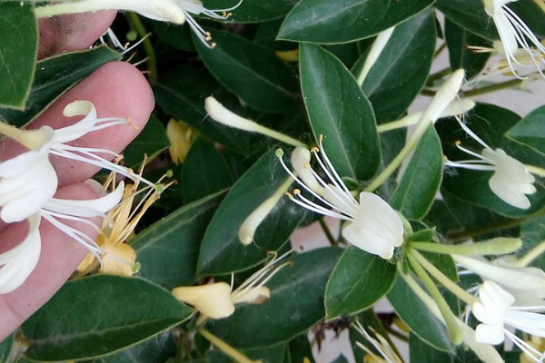 盆栽金银花种植技术