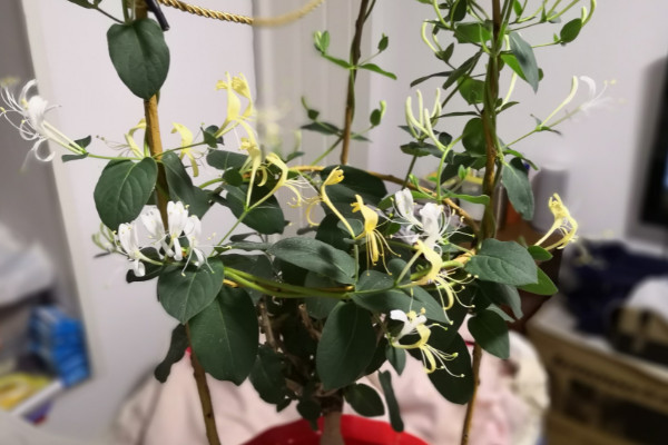 盆栽金银花种植技术