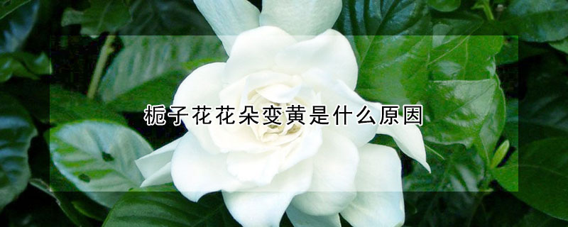 栀子花花朵变黄是什么原因