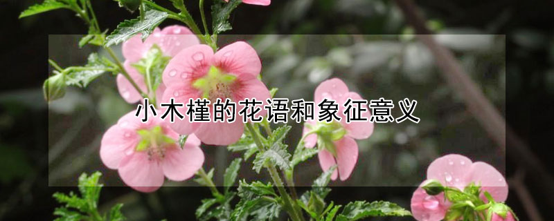 小木槿的花语和象征意义