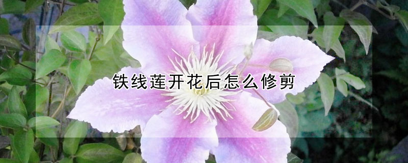 铁线莲开花后怎么修剪