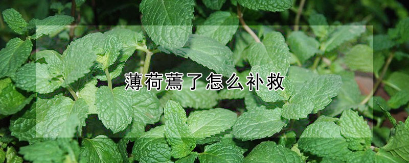 薄荷蔫了怎么补救