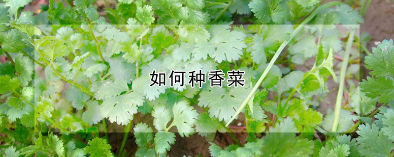 如何种香菜