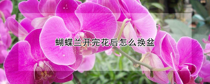 蝴蝶兰开完花后怎么换盆