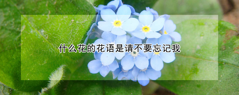 什么花的花语是请不要忘记我