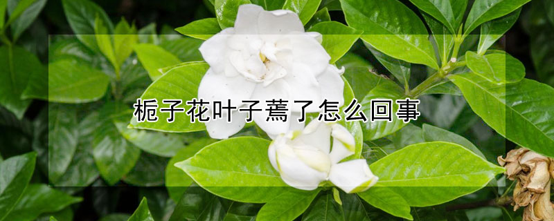 栀子花叶子蔫了怎么回事