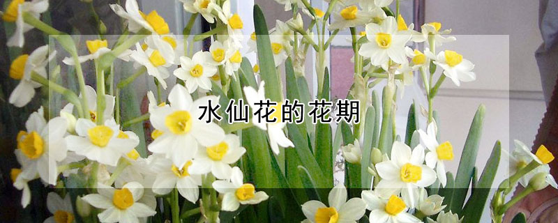 水仙花的花期