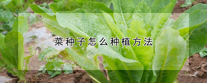 菜种子怎么种植方法