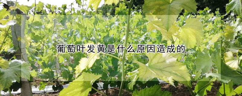 葡萄叶发黄是什么原因造成的