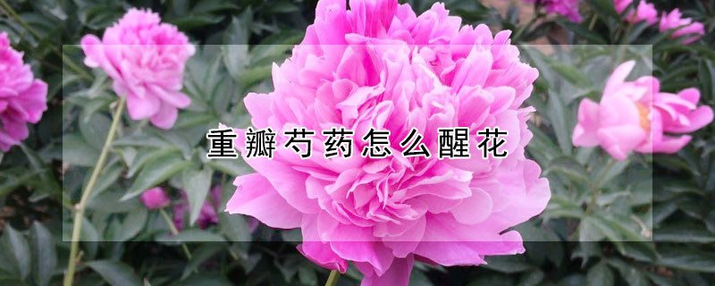 重瓣芍药怎么醒花