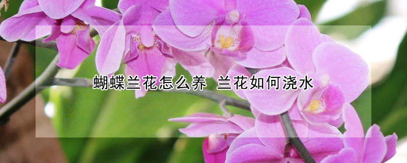 蝴蝶兰花怎么养 兰花如何浇水