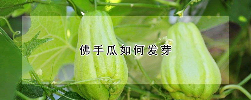 佛手瓜如何发芽