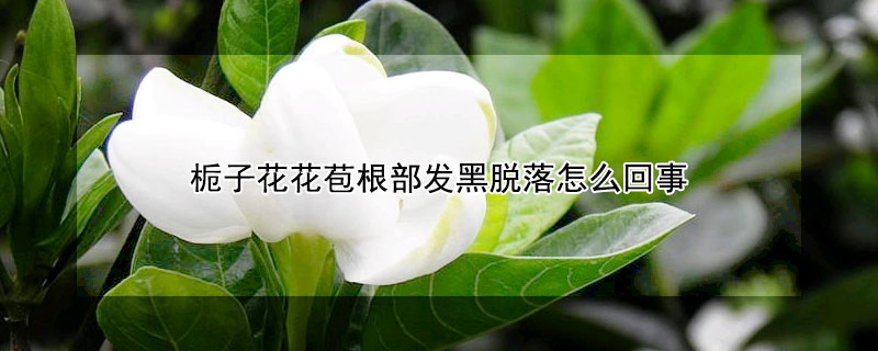 栀子花花苞根部发黑脱落怎么回事