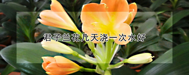 君子兰花几天浇一次水好