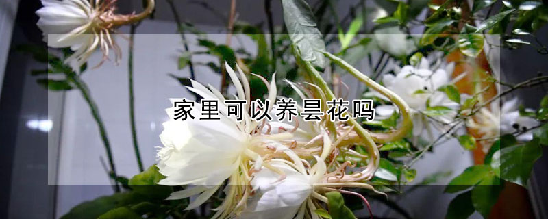 家里可以养昙花吗