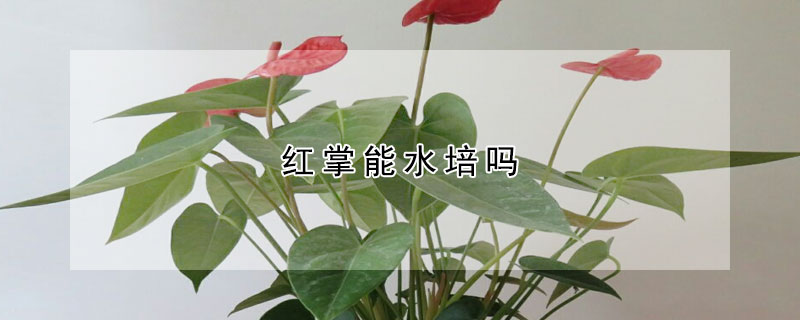 红掌能水培吗