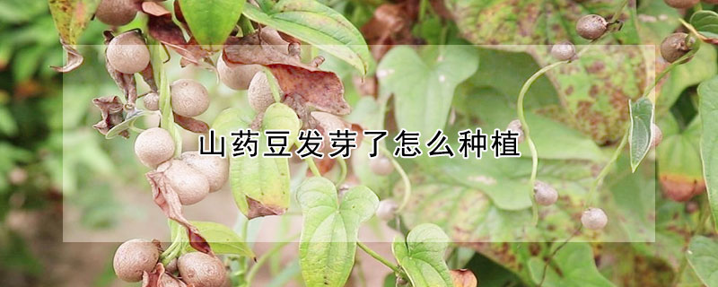 山药豆发芽了怎么种植