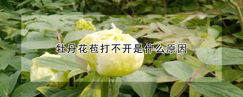 牡丹花苞打不开是什么原因