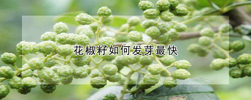 花椒籽如何发芽最快