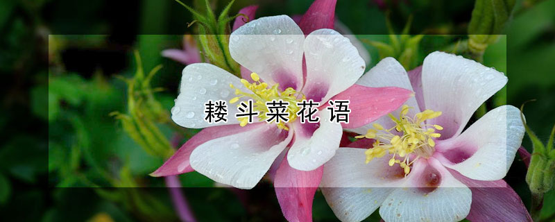 耧斗菜花语