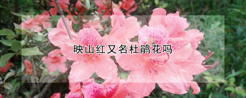 映山红又名杜鹃花吗