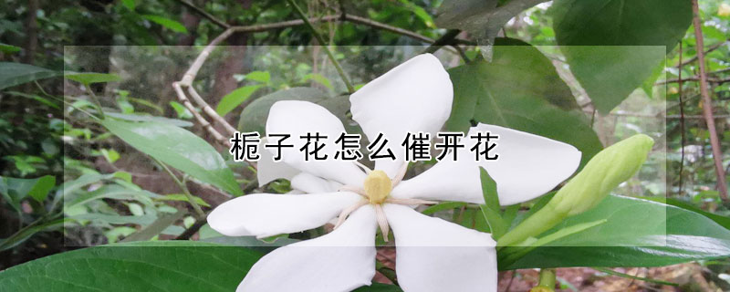 栀子花怎么催开花