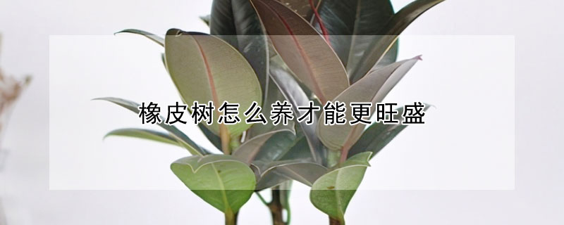 橡皮树怎么养才能更旺盛