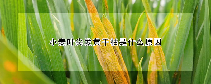 小麦叶尖发黄干枯是什么原因