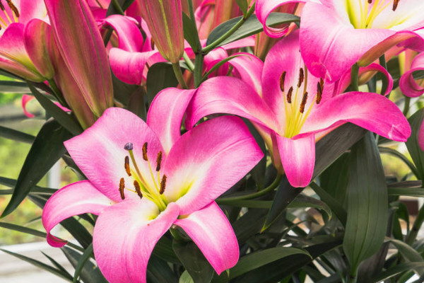 百合的花语