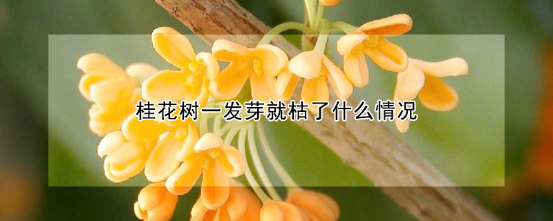 桂花树一发芽就枯了什么情况