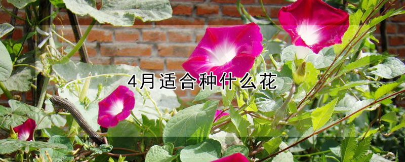 4月适合种什么花