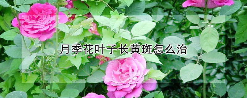 月季花叶子长黄斑怎么治