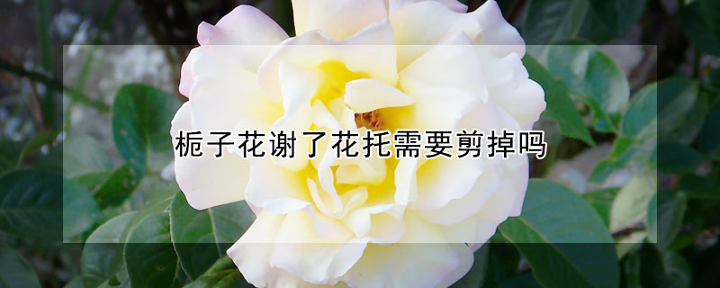 栀子花谢了花托需要剪掉吗