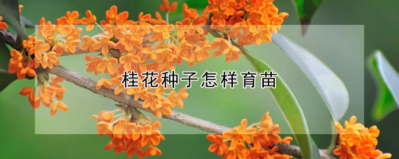 桂花种子怎样育苗