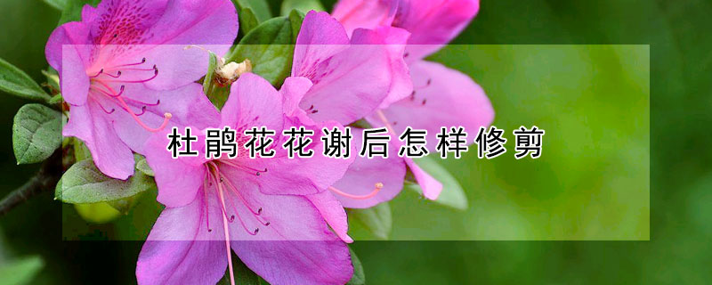 杜鹃花花谢后怎样修剪