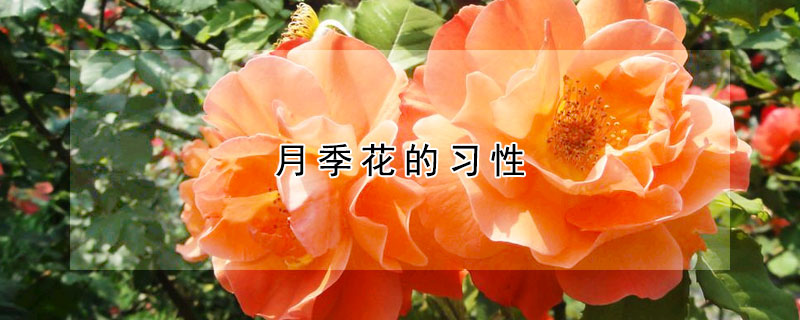 月季花的习性