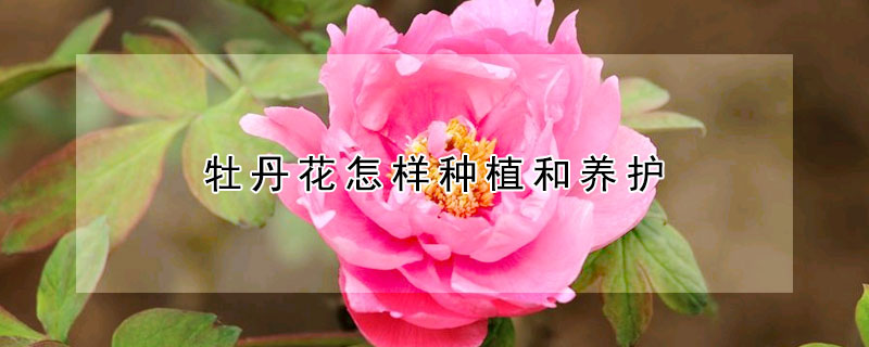 牡丹花怎样种植和养护