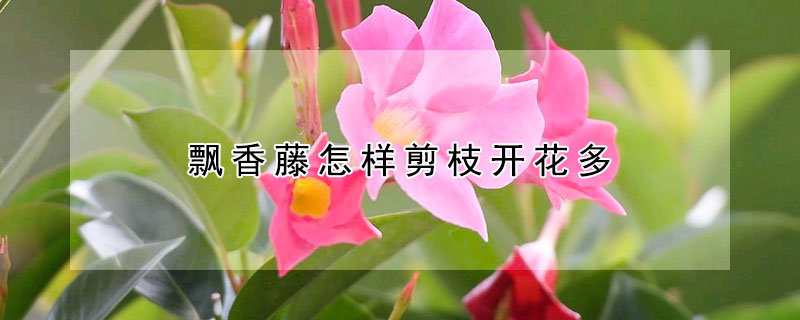 飘香藤怎样剪枝开花多
