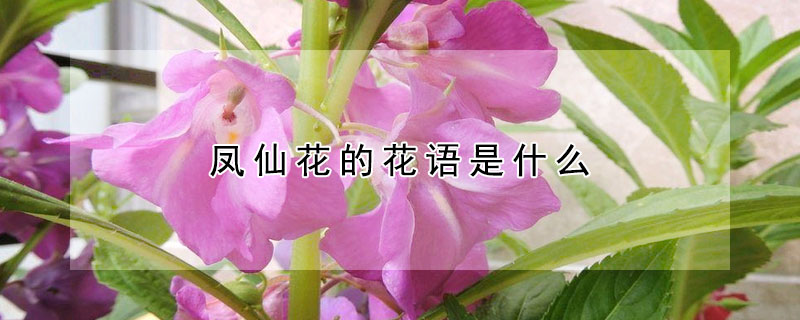 凤仙花的花语是什么