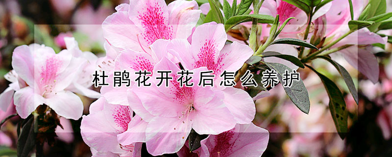 杜鹃花开花后怎么养护