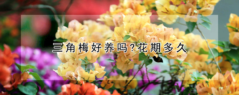 三角梅好养吗?花期多久