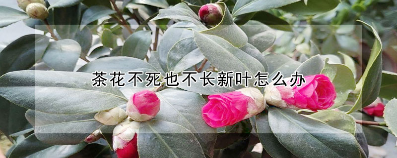 茶花不死也不长新叶怎么办