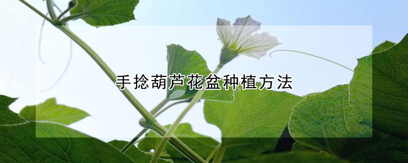 手捻葫芦花盆种植方法