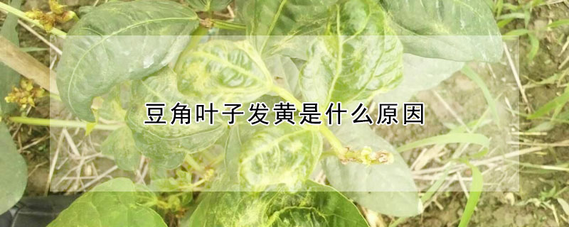 豆角叶子发黄是什么原因