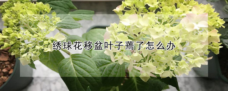 绣球花移盆叶子蔫了怎么办